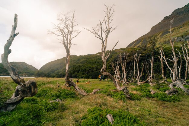 Photo dead trees damaged by beavers in patagonia