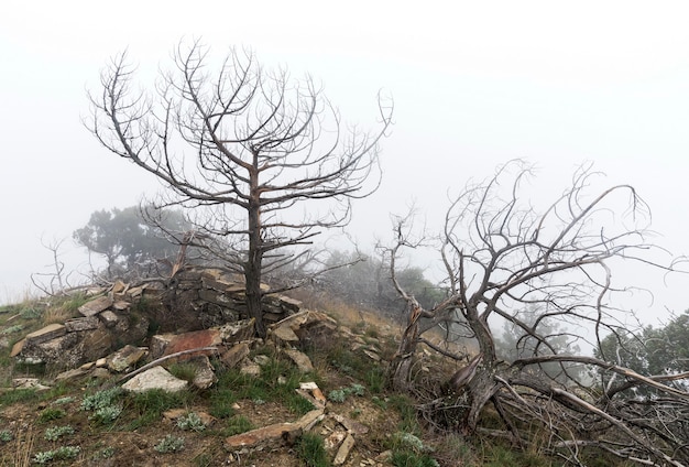 Dead trees in the fog. Scary mystical landscape