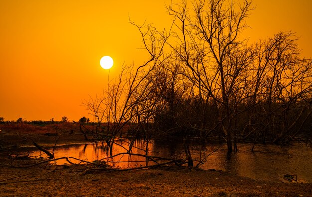 湖とオレンジ色の夕焼け空の背景の枯れ木気候変動と干ばつ土地水危機