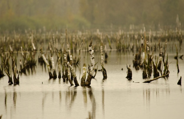 Мертвые деревья в озере