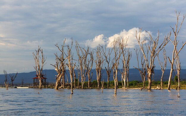 Dead trees in the water, coast and some hills, cloud in the sky. Lake Naivasha, Kenya