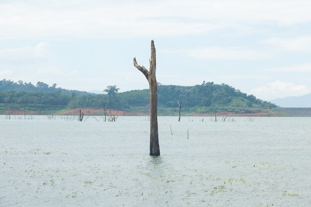 Photo dead trees in the water.