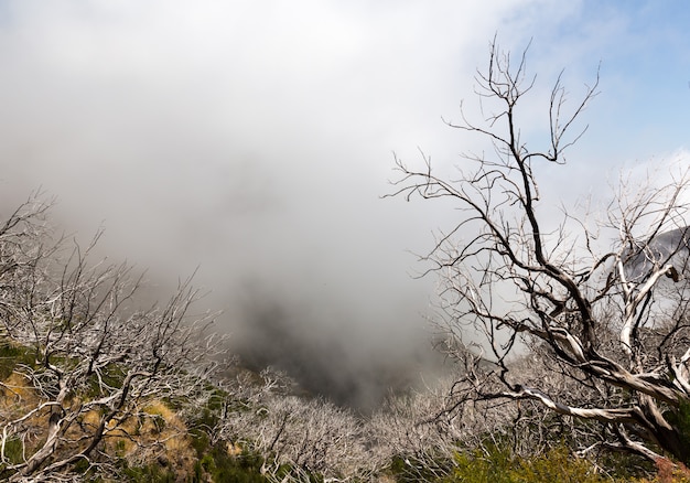 Dead trees