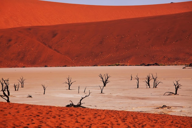 Dead valley nel deserto del namib