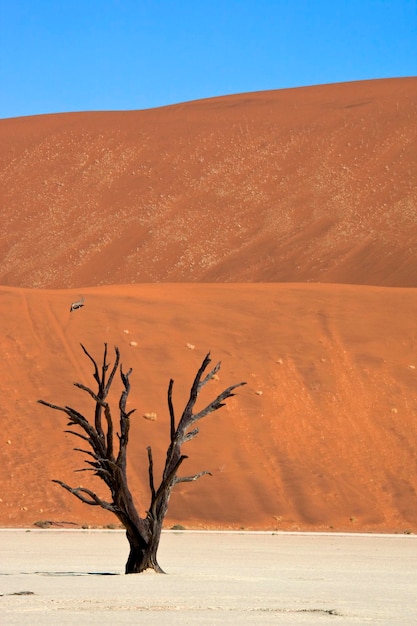 Dead Vlei Sossusvlei Namibia