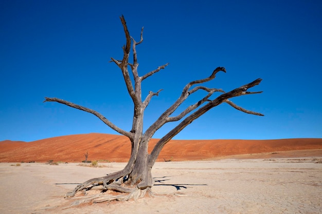 Dead vlei sossusvlei namibia