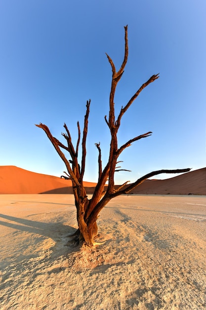 Photo dead vlei in the southern part of the namib desert in the namibnaukluft national park of namibia