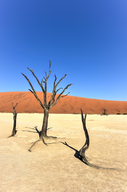 Photo dead vlei in the southern part of the namib desert in the namibnaukluft national park of namibia