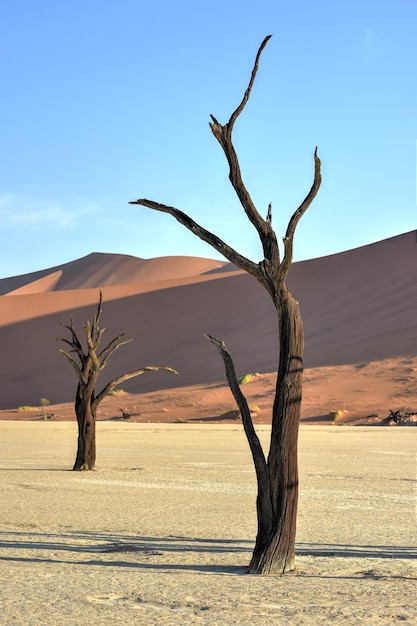 Dead Vlei in the southern part of the Namib Desert in the NamibNaukluft National Park of Namibia