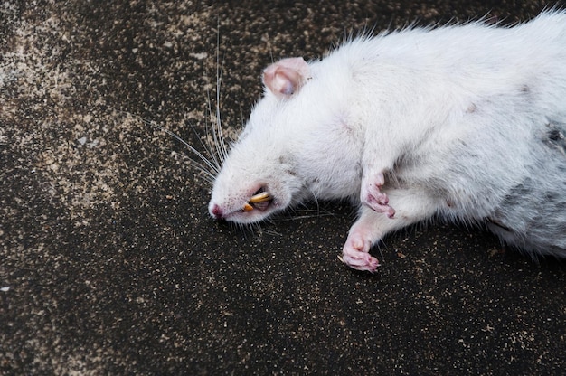 Ratti bianchi morti sul pavimento, il topo morto in una strada