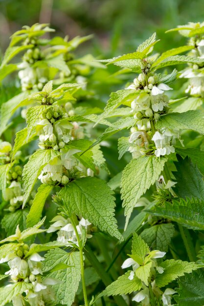 Photo deadnettles closeup