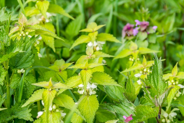 deadnettles closeup