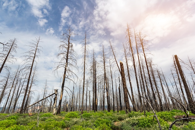 Deadwood met groen gras en planten