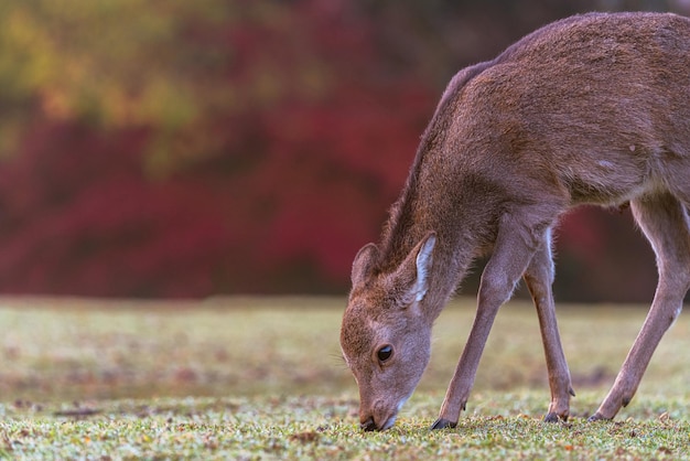 Dear under autumn leaf