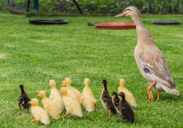 dear indian runner duck babys and her mother walking over green grass