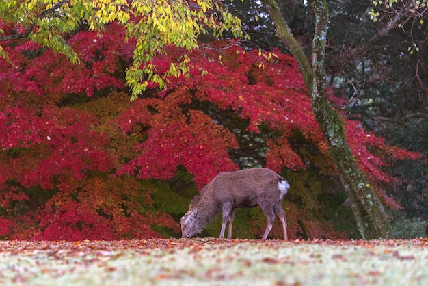 写真 紅葉の下の君へ