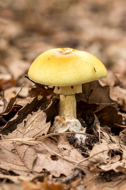 Photo death cap(amanita phalloides) fungus