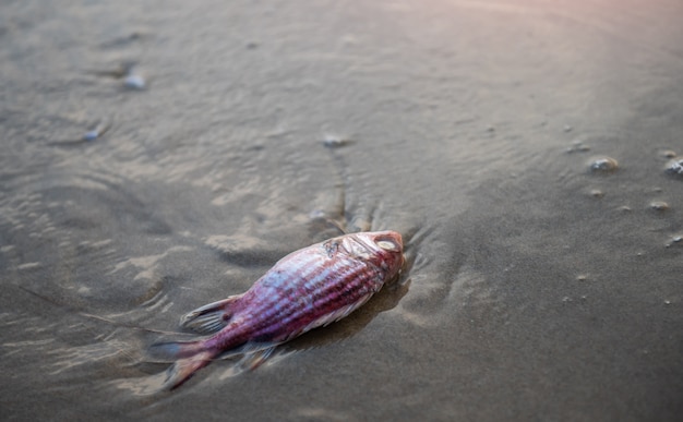 Pesci morti sulla spiaggia.