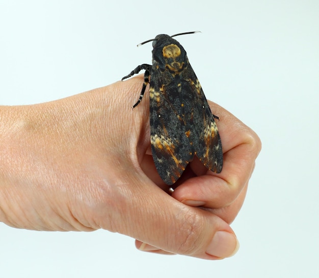 Death head moth Acherontia atropos on hand close up, sphingidae, breeding butterflies, lepidoptera