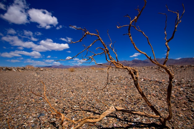 Photo death valley national park california dried branches