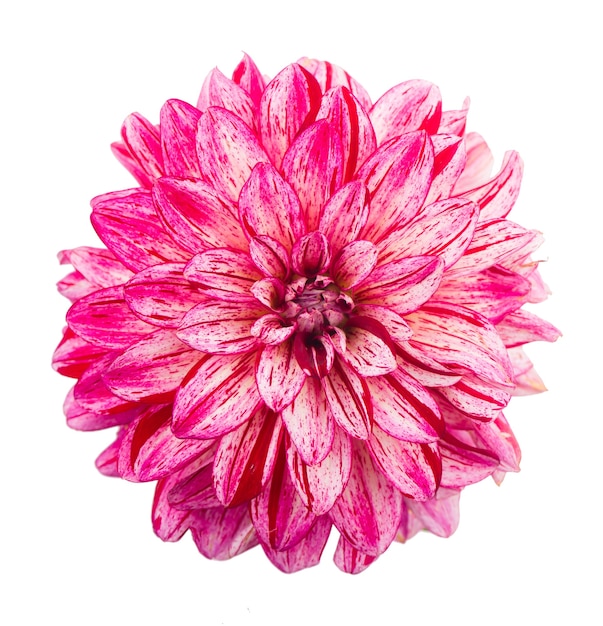 흰색 배경에 고립 된 핑크 달리아의 Deautiful 꽃