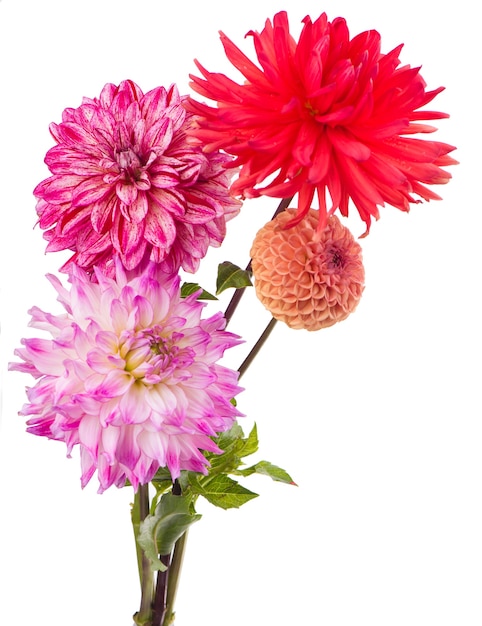 Deautiful flower of pink dahlia isolated on a white surface