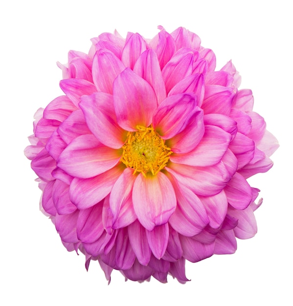 Deautiful flower of pink dahlia isolated