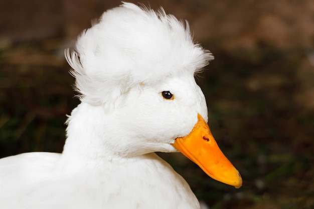 Decarative eend close-up portret pluizige kam