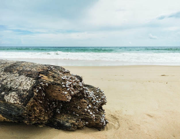 Photo decayed timber on beautiful beach background.