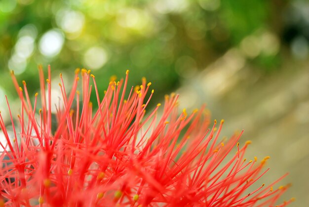 Il Giglio Di Polvere Il Fiore Di Sangue O Il Fiore Di Palla Di Fuoco Sono Belli Nome Scientificohaemanthus Multiflorus Foto Premium