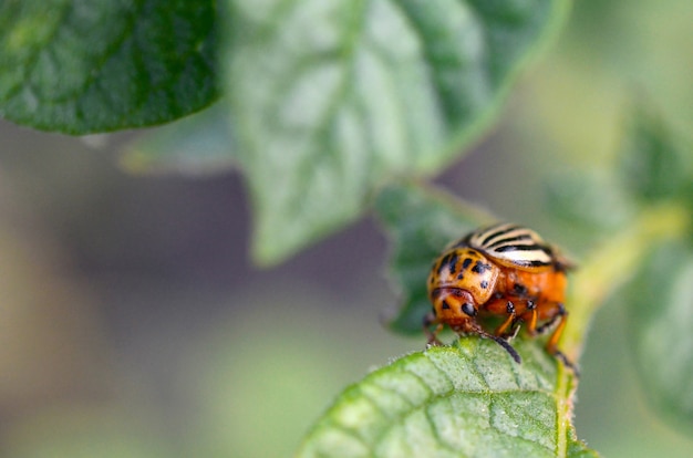 Decemlineata die van de coloradokever Leptinotarsa van Colorado op aardappelbladeren kruipen