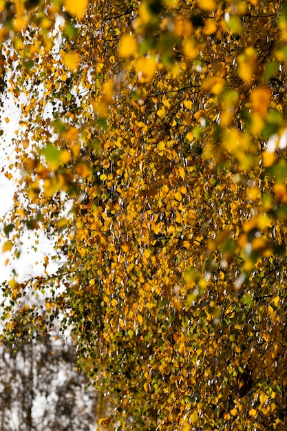 Deciduous birch trees in the autumn season during leaf fall, birch foliage changes color on the trees and begins to fall, beautiful nature, close-up