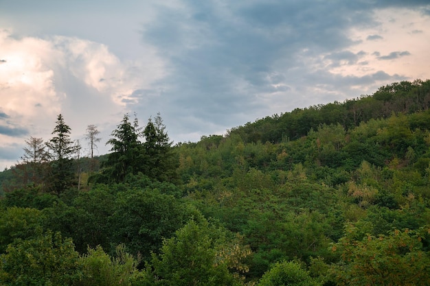 Deciduous forest in summer landscape with trees in Germany near Trier Moselle Valley cloudy sky