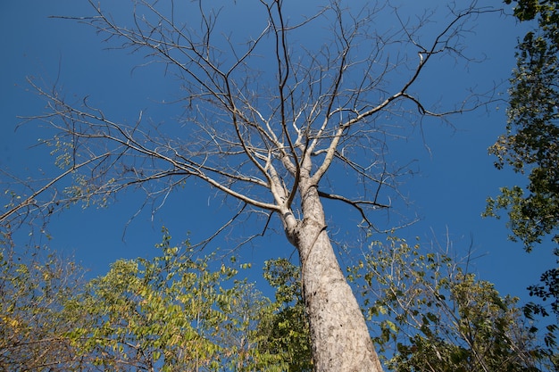 Deciduous forest