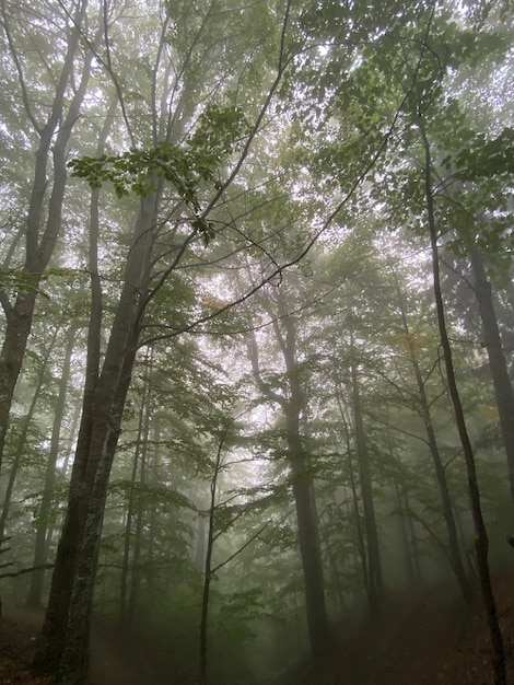 写真 霧の中の落葉樹林 ウクライナのカルパティア山脈