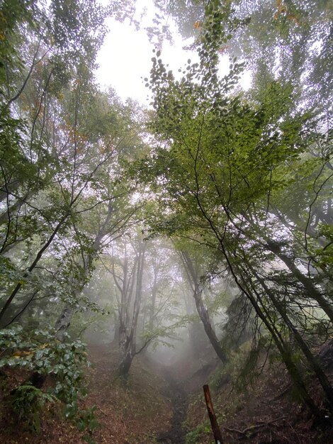 写真 霧の中の落葉樹林 ウクライナのカルパティア山脈