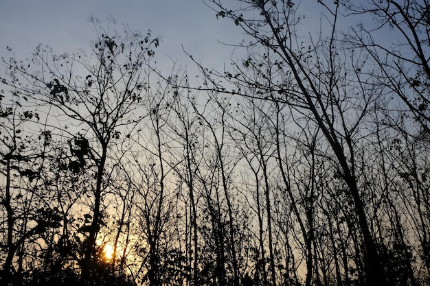 deciduous teak forest in the dry season and blue skies. natural background. teak plantations. Jati.