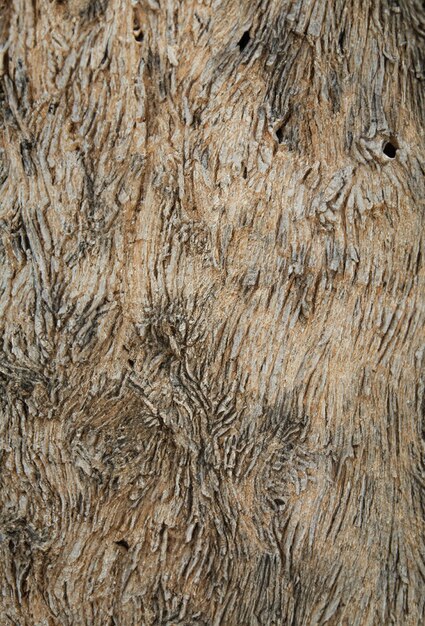 Photo deciduous tree bark textural background