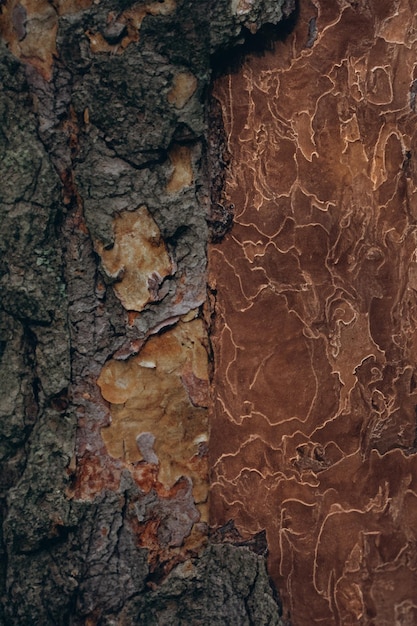 Foto corteccia di albero a foglia caduca sfondo tessutale