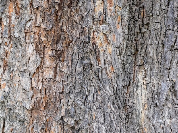 Deciduous tree bark Textural background