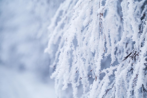 Deciduous tree branch covered with snow and frost