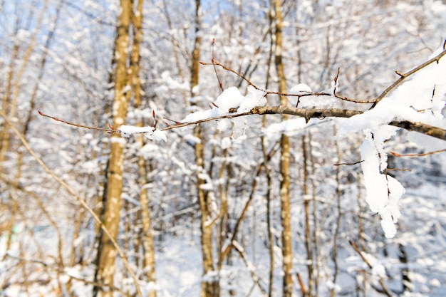 Deciduous tree branch in snow in winter forest.