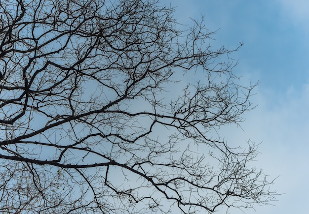 Deciduous tree branch