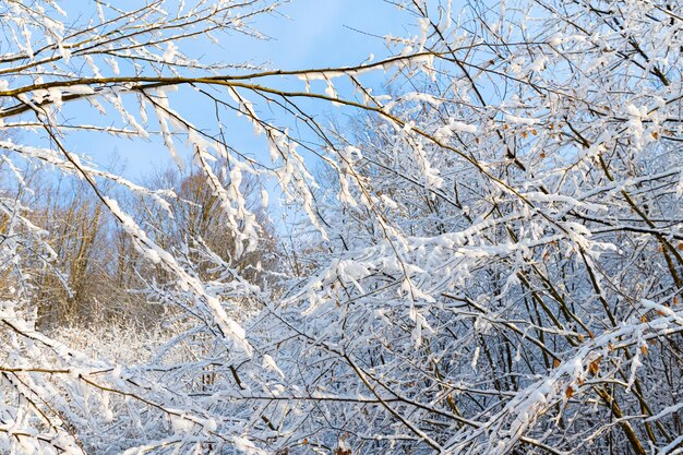 Deciduous tree branches in snow in winter forest on blue sky.