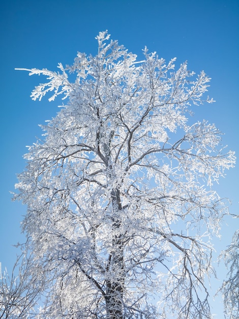 Deciduous tree covered with frost