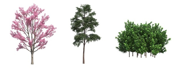흰색 배경에 고립 된 낙엽수, 3D 그림, cg 렌더링