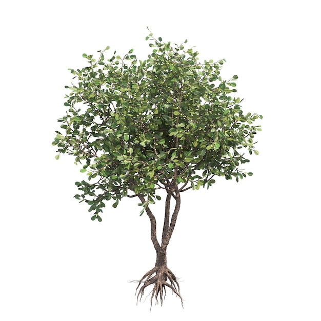 лиственное дерево, изолированное на белом фоне, 3D иллюстрация, cg render
