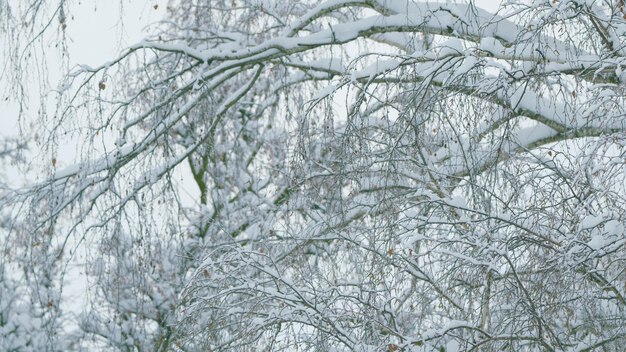 Deciduous tree like birch tree bare and leafless covered in snow burdens freeze branches leaves