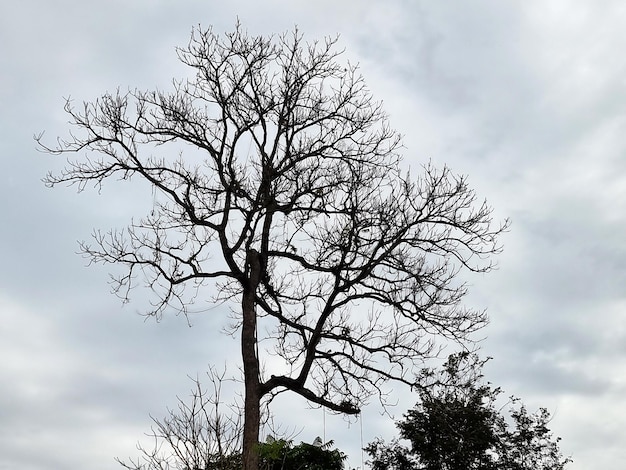 空の背景にニンバス雲の落葉樹