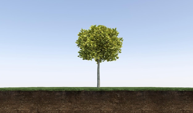 Лиственное дерево и срезанная под ним почва. Изолированный элемент сада, 3D иллюстрация, cg render
